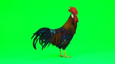 yeşil ekran kırmızı horoz. ses