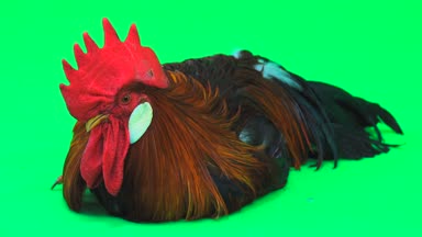 yeşil ekran kırmızı horoz. ses