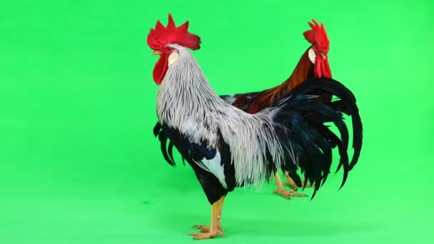 Two Cock Sings Green Screen Video Natural Audio Sound — Stock Video