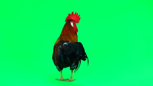 Ayam Merah Layar Hijau Suara — Stok Video