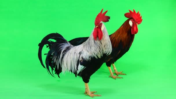 Dos Gallos Pantalla Verde Sonido — Vídeos de Stock