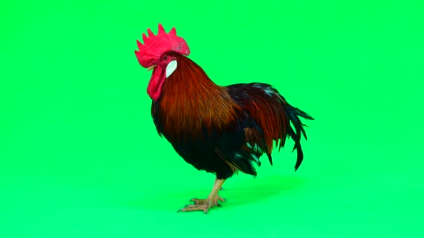 Red Cock Green Screen Sound — Stock Video