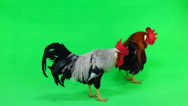 Two Cocks Sings Green Screen — Stock Video