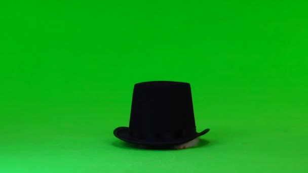 装饰的兔子坐在黑帽子在绿色屏幕上 — 图库视频影像