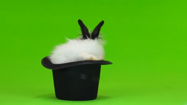 Lapin Décoratif Assis Dans Chapeau Noir Sur Écran Vert — Video