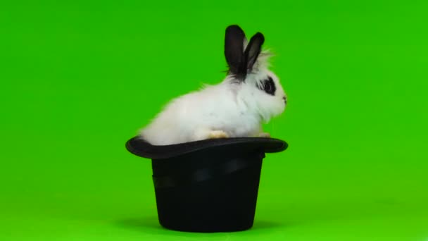 Декоративний Кролик Сидить Чорній Шапці Зеленому Екрані — стокове відео