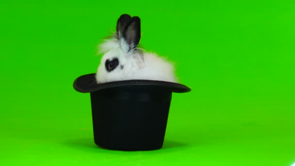 Decorative Rabbit Sits Black Hat Green Screen — Stock Video