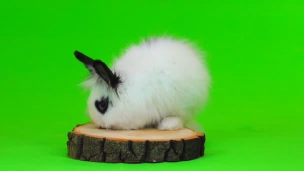 装饰兔坐在绿屏上的树桩上 — 图库视频影像