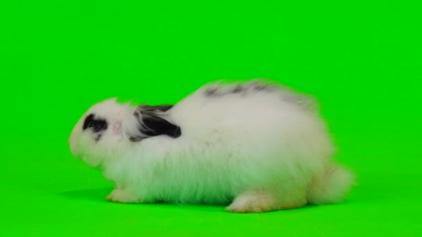 Lapin Décoratif Soufflant Vent Sur Écran Vert — Video