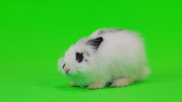 Dekoratif Tavşan Yeşil Ekranda Rüzgar Esiyor — Stok video