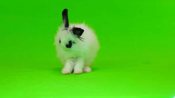 Декоративный Кролик Убегает Зеленый Экран — стоковое видео