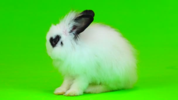 Lapin Décoratif Prend Soin Fourrure Sur Écran Vert — Video