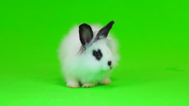 Deko Kaninchen Läuft Auf Der Grünen Leinwand Davon — Stockvideo
