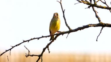 Florya şube ağaçta oturuyor. ses