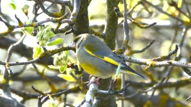 Greenfinch Europeu Vídeo Com Som Áudio — Vídeo de Stock