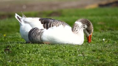 Bahar bir çayırda kaz. ses