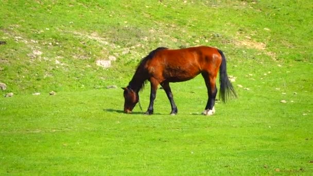 村の草原で馬 — ストック動画