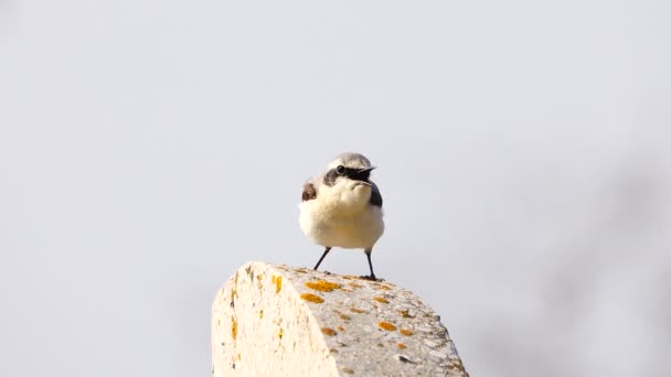 Northern Wheatear Video Con Sonido Audio — Vídeos de Stock