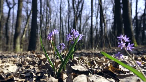 Flores Azules Que Crecen Bosque — Vídeos de Stock