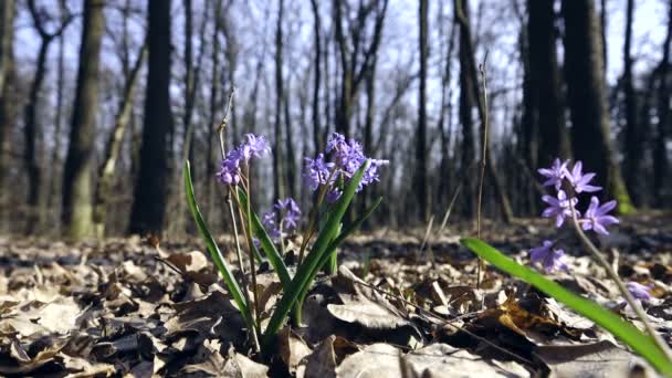 Μπλε Λουλούδια Που Αυξάνεται Μέσα Στο Δάσος Ήχος — Αρχείο Βίντεο