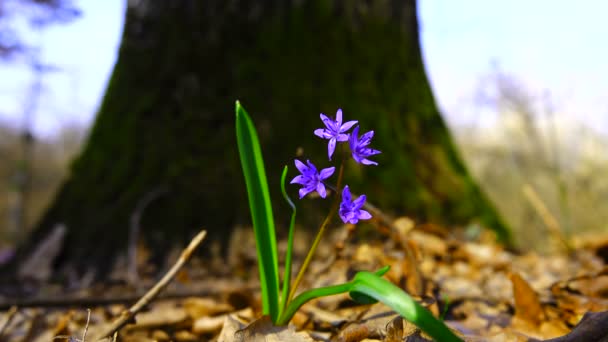 Kék Virágok Nőnek Erdőben Hang — Stock videók
