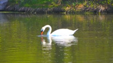 Ağır çekim beyaz kuğu gölde. ses