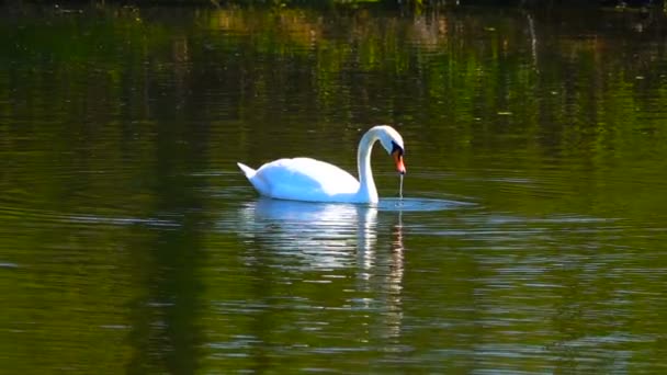 Slow Motion White Swan Lake Sound — Stock Video