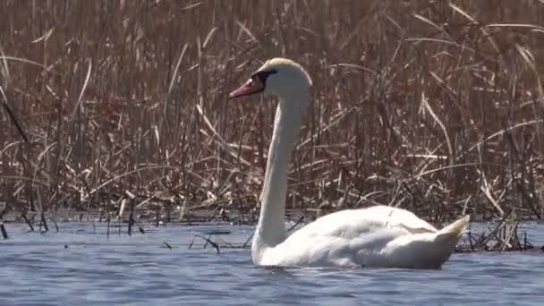 Cisne Blanco Lago Sonido — Vídeo de stock