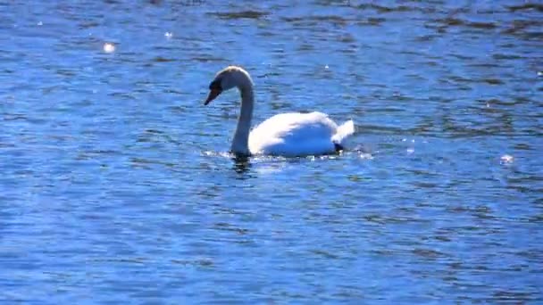 Cisne Blanco Lago Sonido — Vídeos de Stock