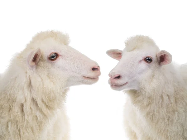 两只肖像羊 — 图库照片