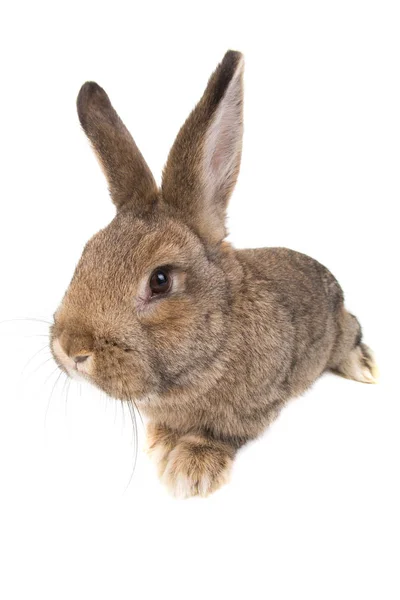 Braune Kaninchen — Stockfoto