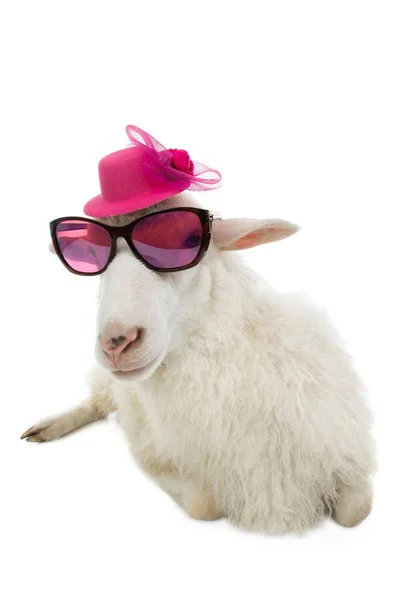 Овцы в розовых очках — стоковое фото