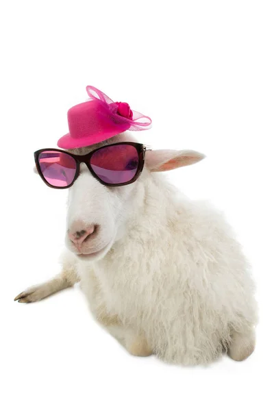 Schapen met roze bril — Stockfoto