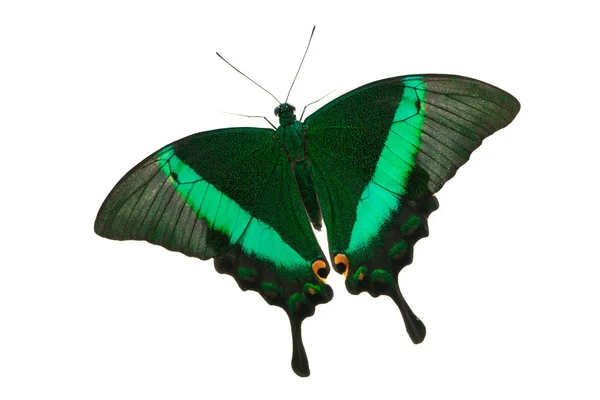 Farfalla coda di rondine di smeraldo — Foto Stock