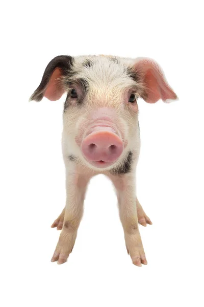 Pig — Stock Photo, Image