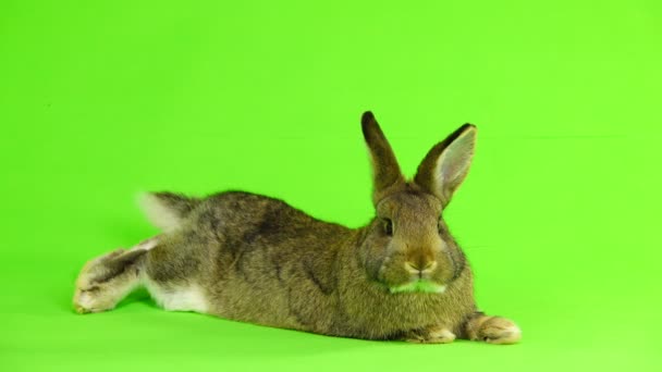 Conejo Encuentra Pantalla Verde Tres Meses Edad Disparo Estudio — Vídeos de Stock