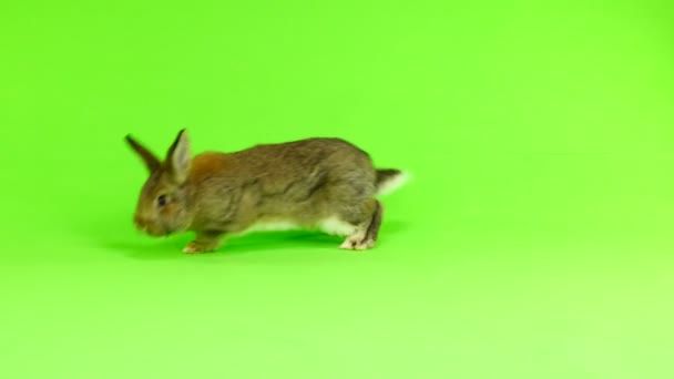 Braunes Kaninchen Bewegt Sich Isoliert Auf Grünem Bildschirm Drei Monate — Stockvideo