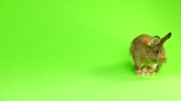 Lapin Brun Déplace Isolé Sur Écran Vert Trois Mois Plan — Video