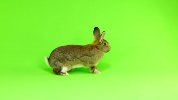 棕色兔子移动在绿色屏幕上被隔绝 三月老 演播室射击 — 图库视频影像