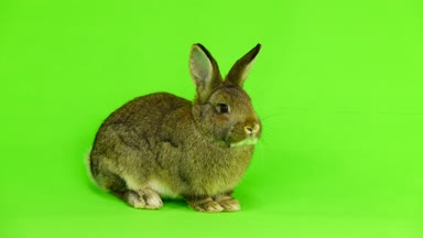 yeşil ekran (üç aylık) studio vurdu izole kahverengi tavşan