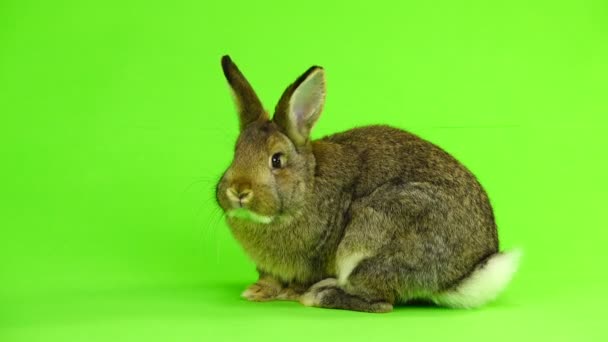 hnědá králík pohyby izolován na zelené obrazovce (tři měsíce starý) studio zastřelil