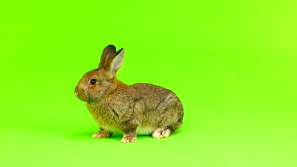 Коричневий Кролик Рухається Ізольовано Зеленому Екрані Три Місяці Студійний Знімок — стокове відео