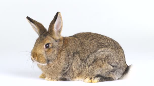 Conejo Una Pantalla Blanca Tres Meses Edad — Vídeos de Stock