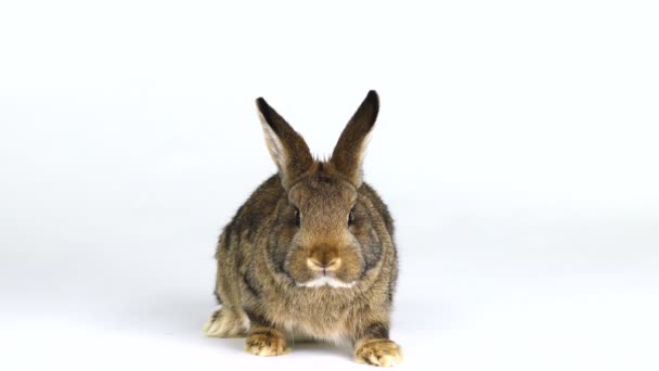 Conejo Una Pantalla Blanca Tres Meses Edad — Vídeo de stock