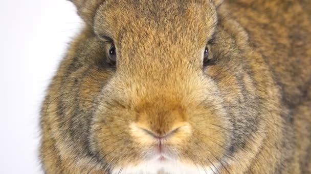 Portrait Rabbit White Screen Three Months Old — Stock Video