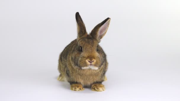 Conejo Masticable Pantalla Blanca Tres Meses Edad — Vídeo de stock