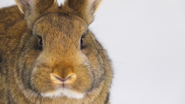 Retrato Conejo Una Pantalla Blanca Tres Meses Edad — Vídeos de Stock