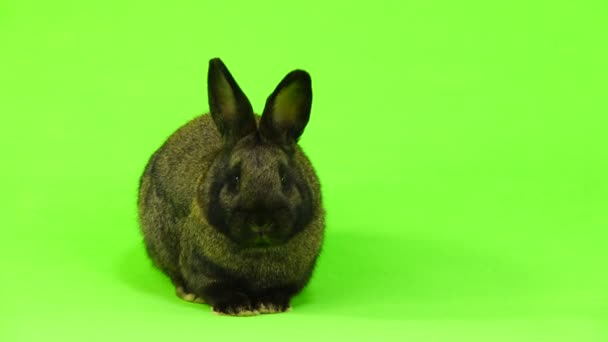 braunes Kaninchen isoliert auf grünem Bildschirm (drei Monate alt)