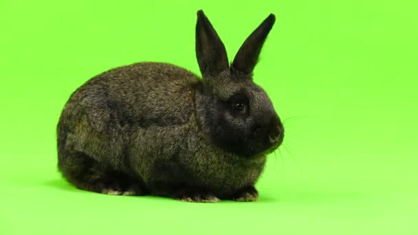 Кролик Убегает Рамки Зеленого Экрана — стоковое видео