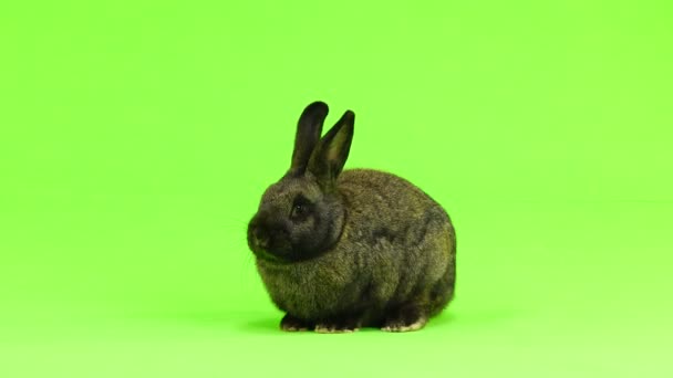 Lapin Brun Isolé Sur Écran Vert Trois Mois Plan Studio — Video